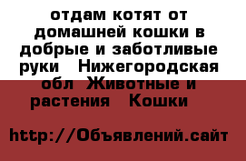 отдам котят от домашней кошки в добрые и заботливые руки - Нижегородская обл. Животные и растения » Кошки   